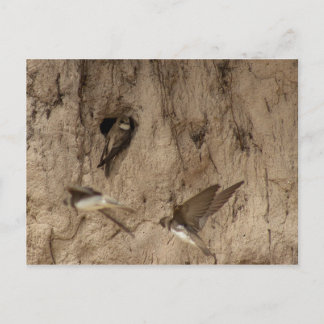 Postal de Sand Martin