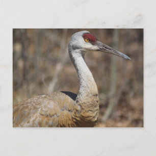 Postal de Sandhill Crane