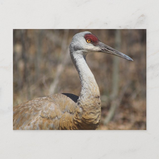Postal de Sandhill Crane (Anverso)