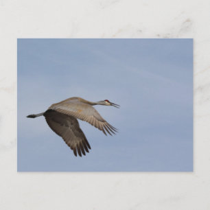Postal de Sandhill Crane
