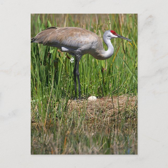 Postal de Sandhill Crane & Egg (Anverso)