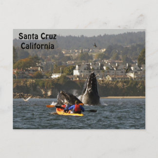 postal de Santa Cruz, California, ballenas jorobad