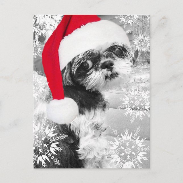 postal de Santa Shih Tzu Chica (Anverso)