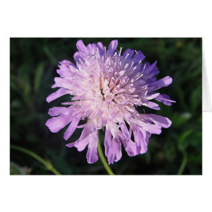 Postal de Scabiosa lilas, en blanco, gestaltbar