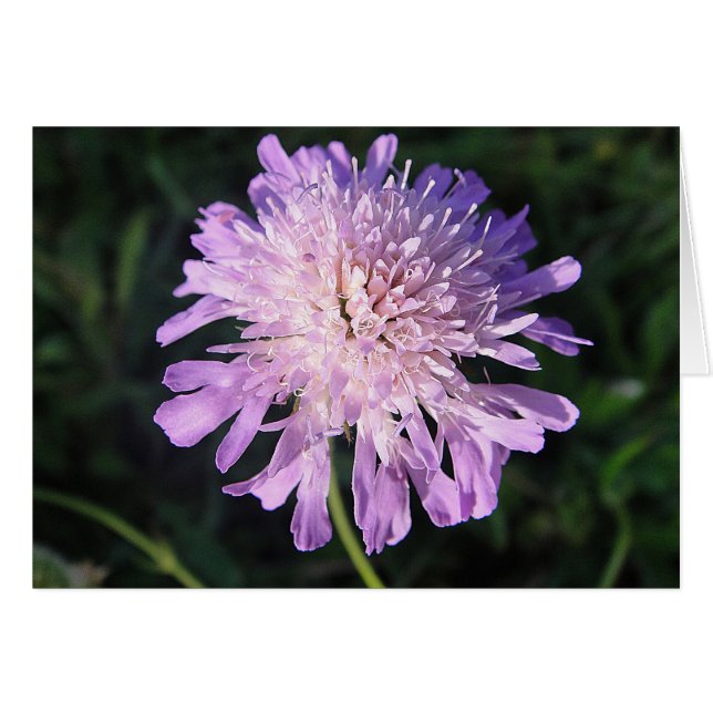 Postal de Scabiosa lilas, en blanco, gestaltbar (Anverso (Horizontal))