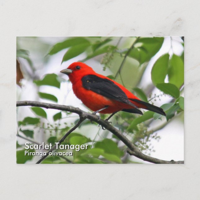 Postal de Scarlet Tanager (Anverso)