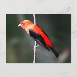 Postal de Scarlet Tanager