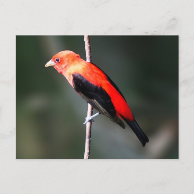 Postal de Scarlet Tanager (Anverso)
