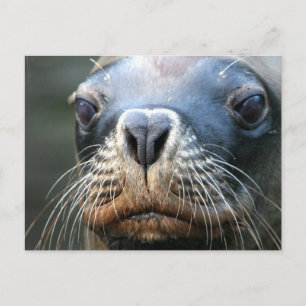 Postal de sellado húmedo