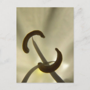 Postal de semillas de flores