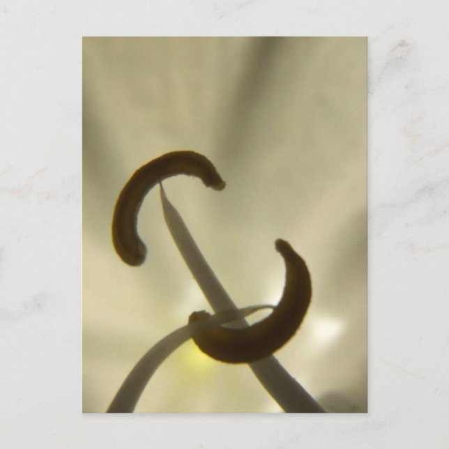 Postal de semillas de flores (Anverso)