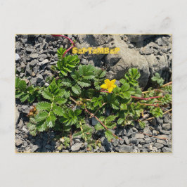 POSTAL DE SEPTIEMBRE