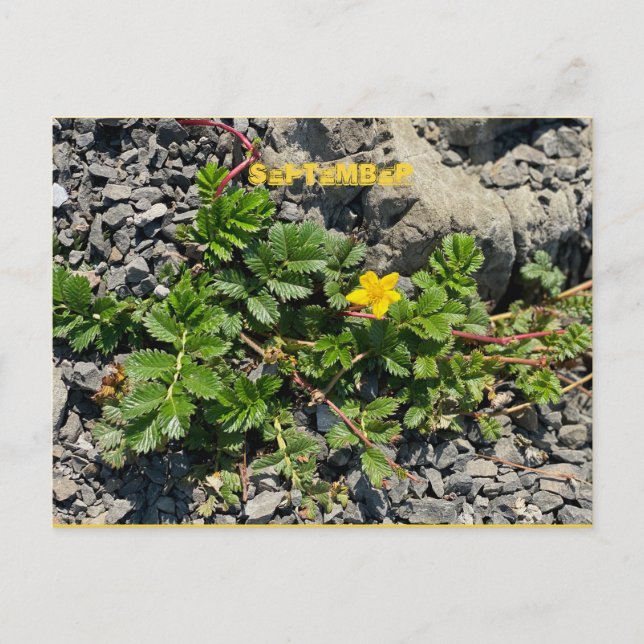 POSTAL DE SEPTIEMBRE (Anverso)