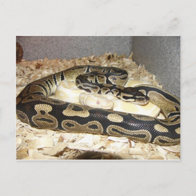 Postal de serpiente (Anverso)