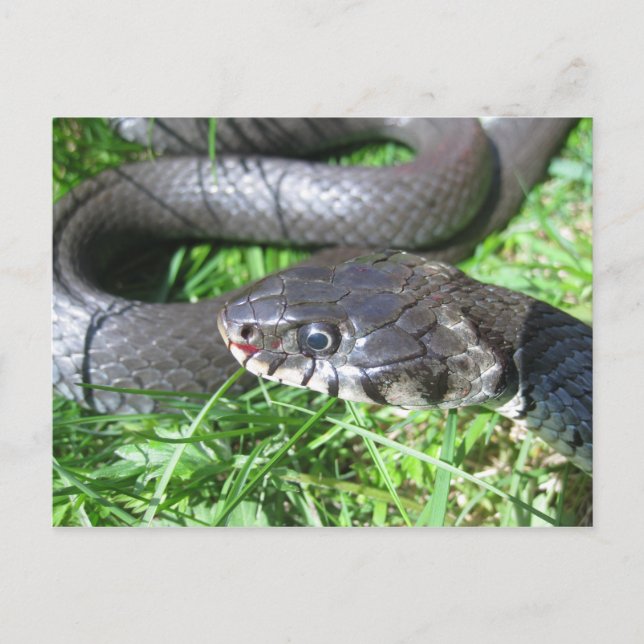 Postal de serpiente de hierba (Anverso)