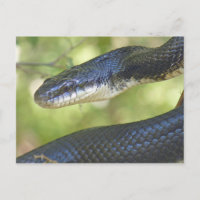 Postal de serpiente de rata negra.