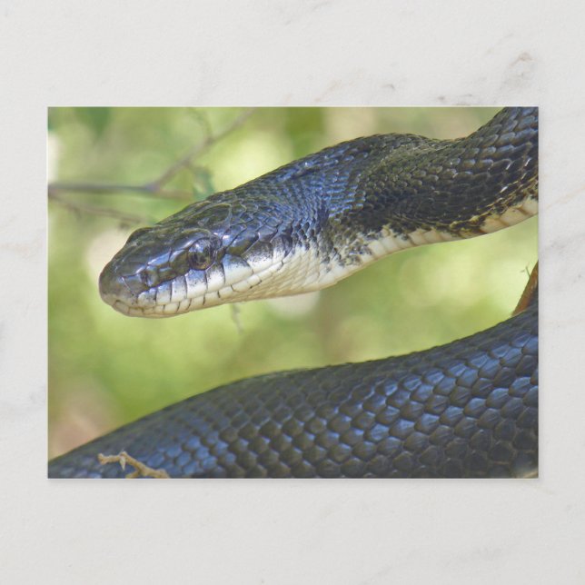 Postal de serpiente de rata negra. (Anverso)