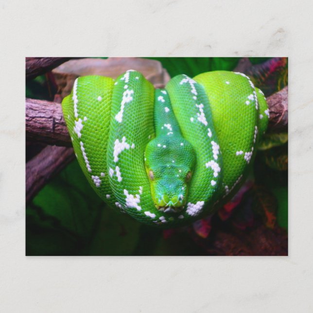 Postal de serpiente verde (Anverso)