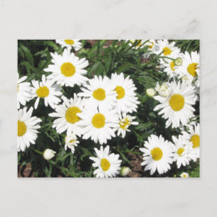 Postal de Shasta Daisies