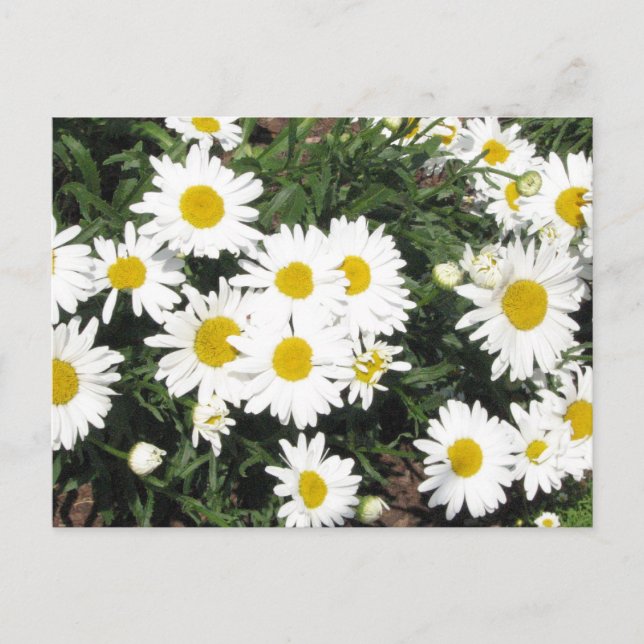 Postal de Shasta Daisies (Anverso)