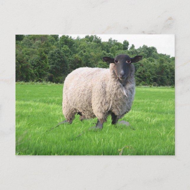 Postal de Sheal (Anverso)