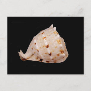 Postal de shell de Conch