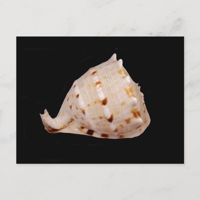 Postal de shell de Conch (Anverso)