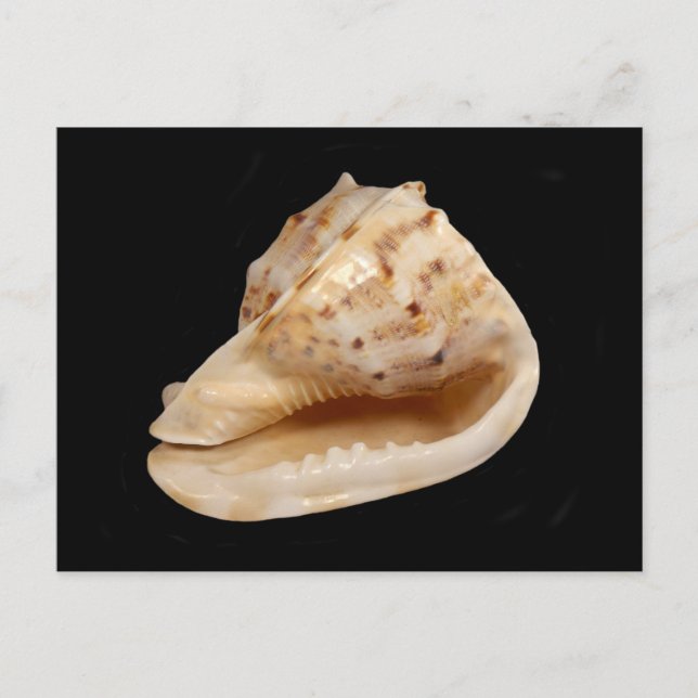 Postal de shell de Conch (Anverso)