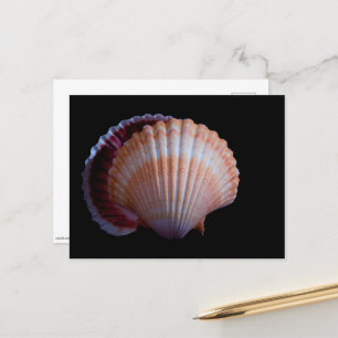 Postal de shell de vieira