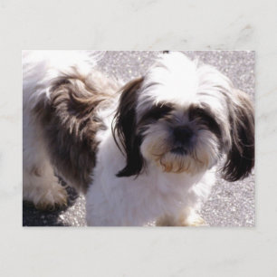 Postal de Shih Tsu Puppy