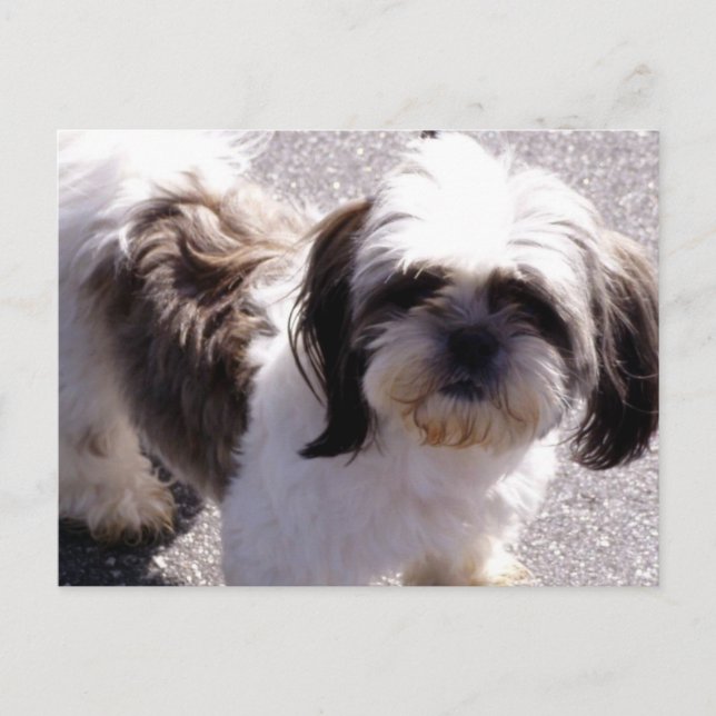 Postal de Shih Tsu Puppy (Anverso)