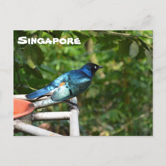 postal de Singapur: Superb Starling (Anverso)