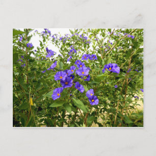 Postal de Sisyrinchium Angustifolium