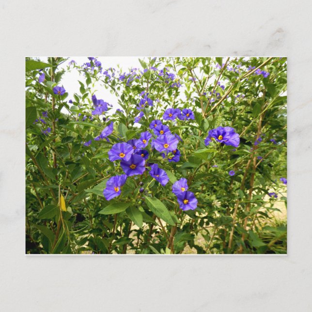 Postal de Sisyrinchium Angustifolium (Anverso)