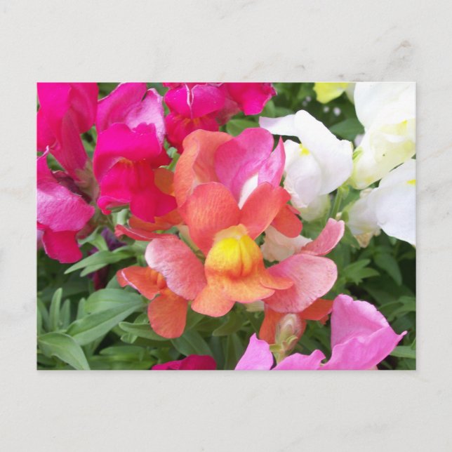 Postal de Snapdragon (Anverso)