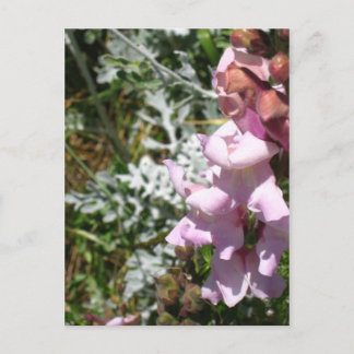 Postal de Snapdragons rosa