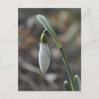 Postal de Snowdrop