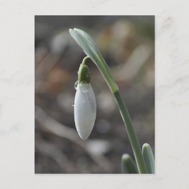 Postal de Snowdrop (Anverso)