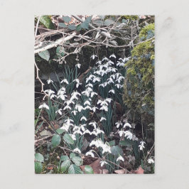 Postal de Snowdrop Primavera