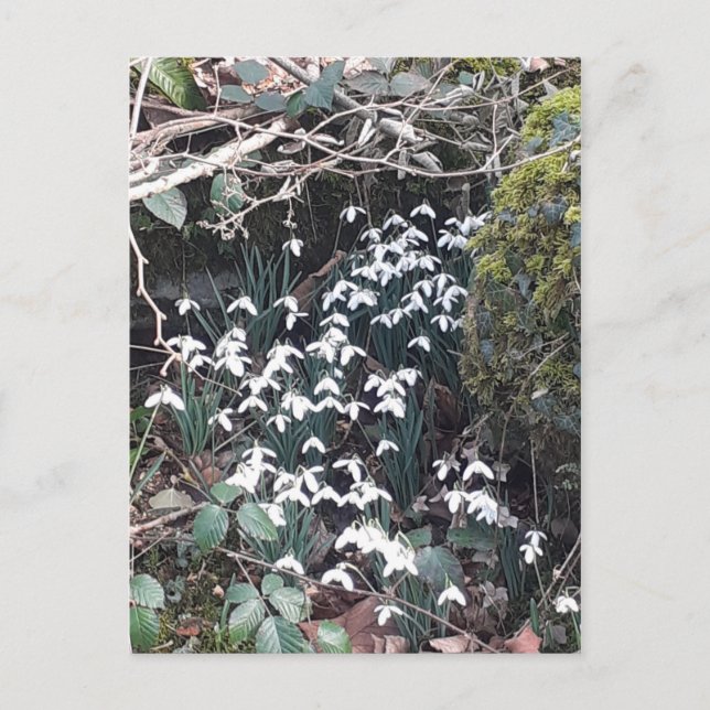 Postal de Snowdrop Primavera (Anverso)
