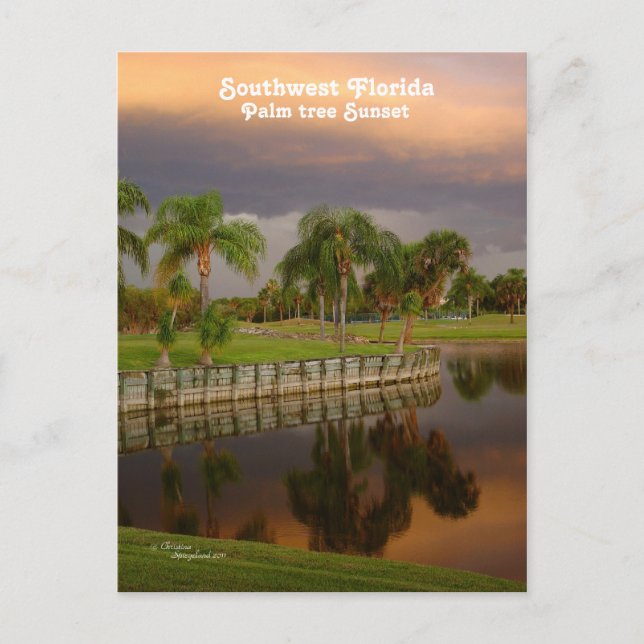 Postal de sol de árbol de palmeras de Florida (Anverso)