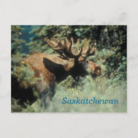 Postal de soplo de toro de Saskatchewan