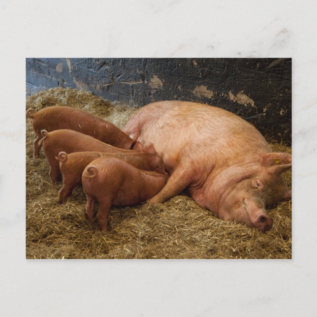 Postal de Sow Feeding Piglets (Anverso)