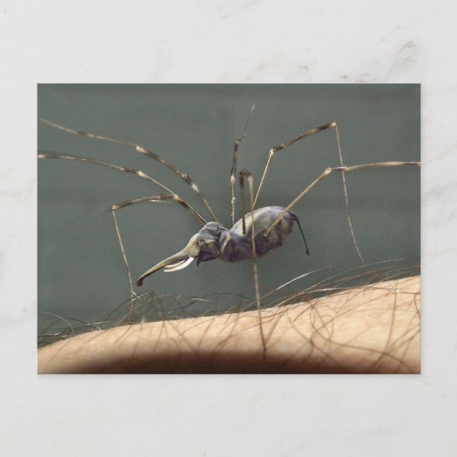 postal de Spidephant (Anverso)
