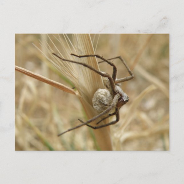Postal de Spider and Egg Sac (Anverso)