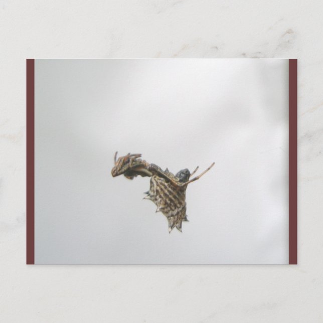 Postal de Spider de Micrathena Orb Weaver (Anverso)