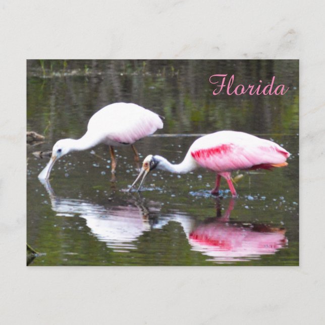 Postal de Spoonbill para Roseate (Anverso)