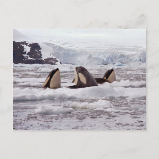 Postal de Spyhopping para Orcas