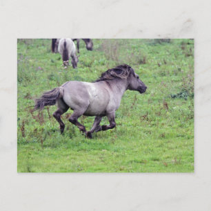 postal de stallion silvestre en ejecución