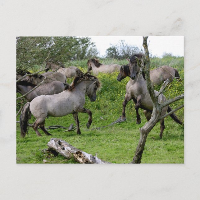 postal de stallions de pelea (Anverso)